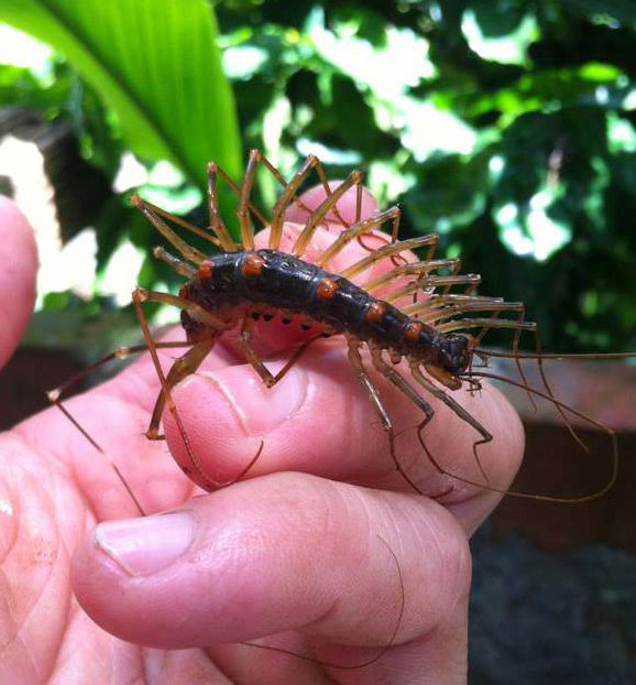 Herboland-House-Centipede.jpg