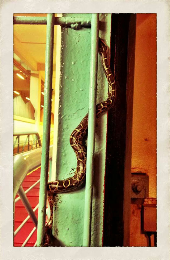 Harry-snake-at-ferry-pier-b.jpg