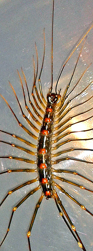 Graham-Centipede-wp.jpg