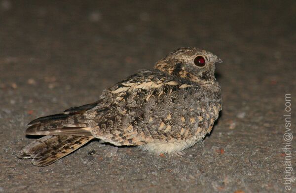 nightjar_1_ag.jpg