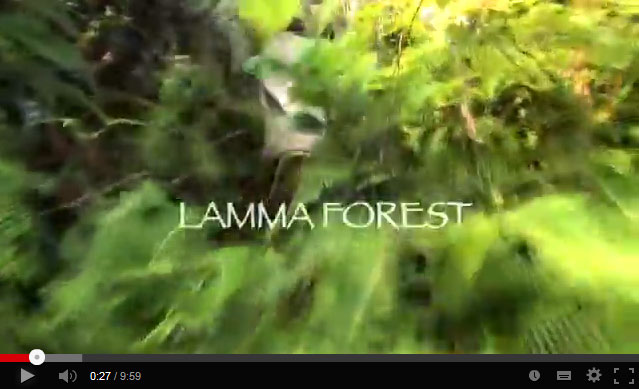Lamma-Forest-video-title.jpg