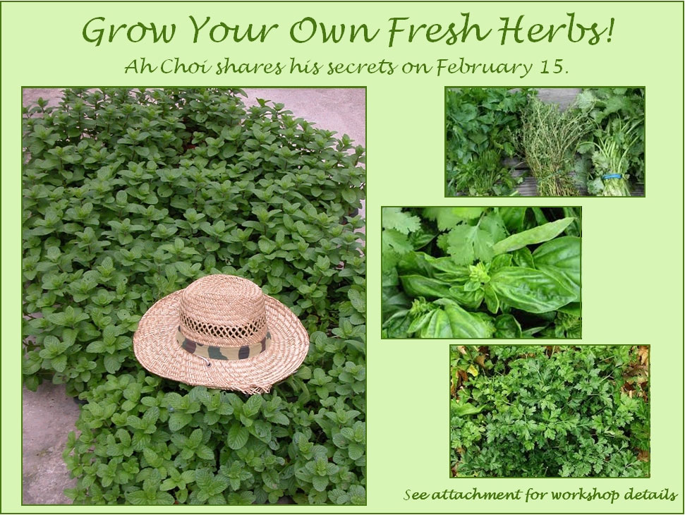 Grow-Herbs.jpg