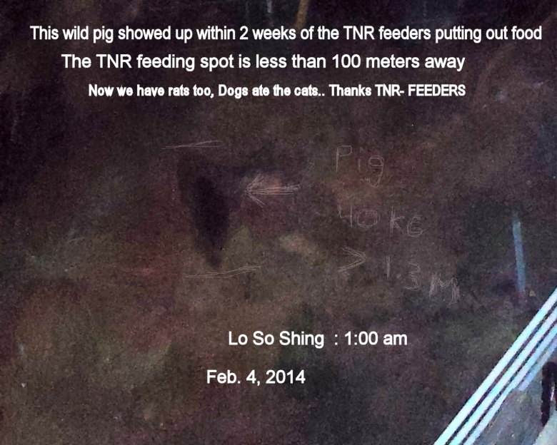 pig.jpg