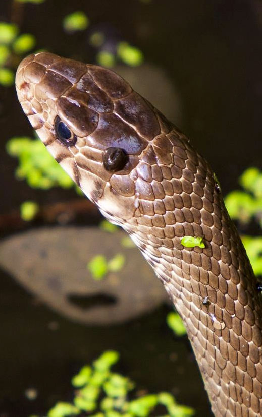 Howard-Wildlife-Snake-140609.jpg