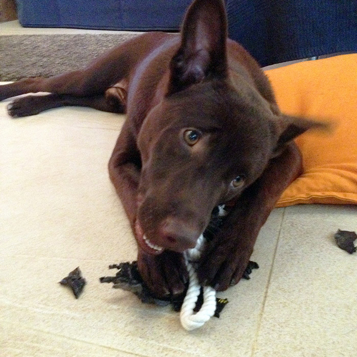 ricky with toy.jpg