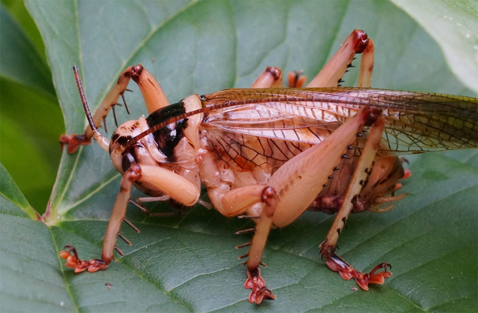 Rambler-Grasshopper-140710.jpg