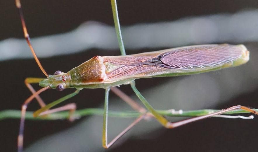 Rambler-Grasshopper.jpg