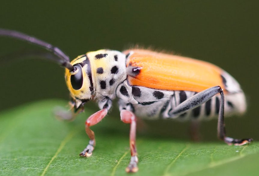 Rambler-Zebra-Bug.jpg