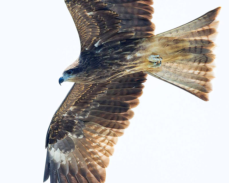 Howard-Kite-closeup.jpg