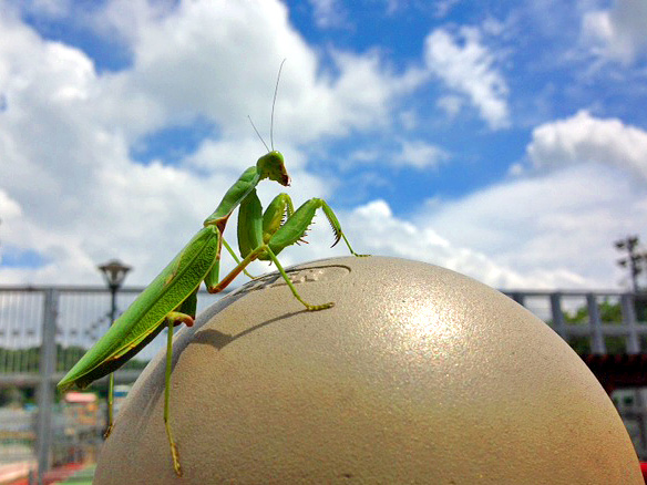 Jo-Wilson-Praying-Mantis.jpg