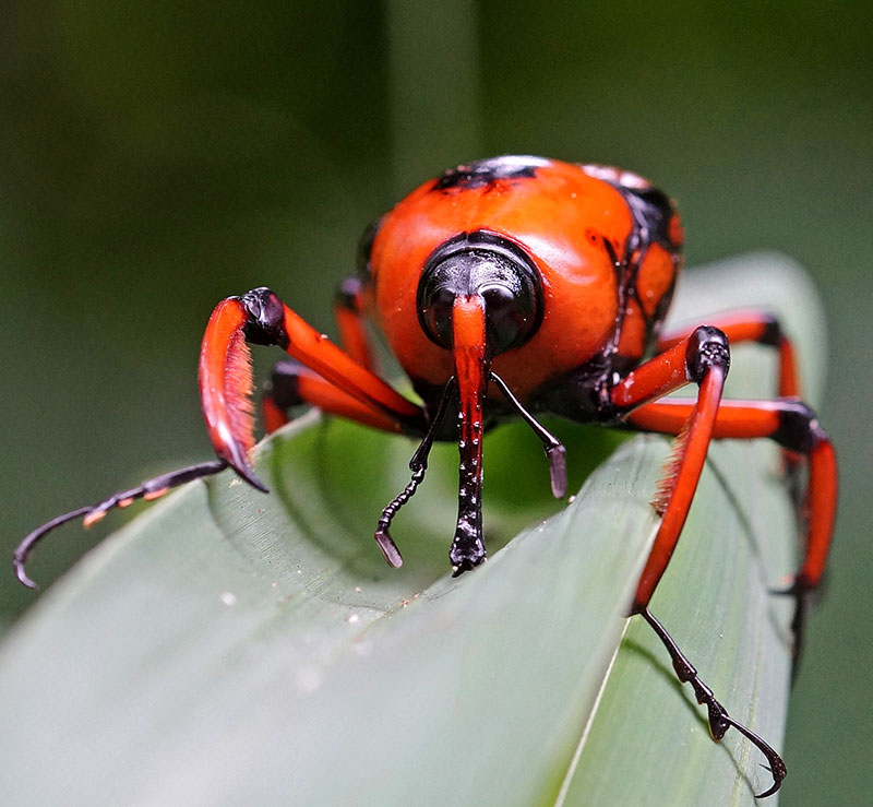 !Rambler-Red-Bug-wp.jpg