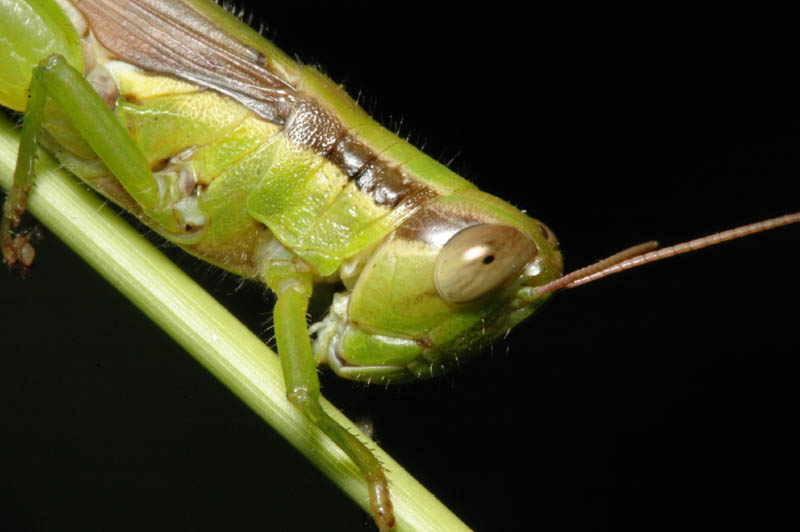 grasshopper1.jpg