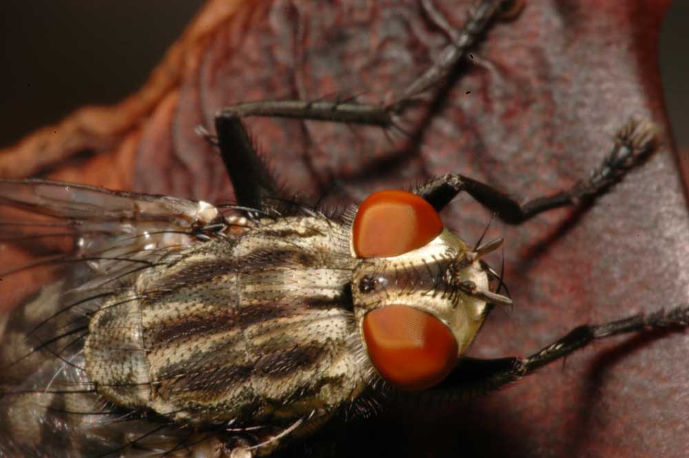 Flesh Fly.jpg