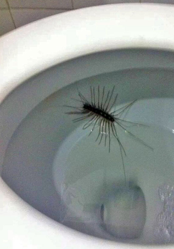 Annie-Centipede-in-Toilet.jpg