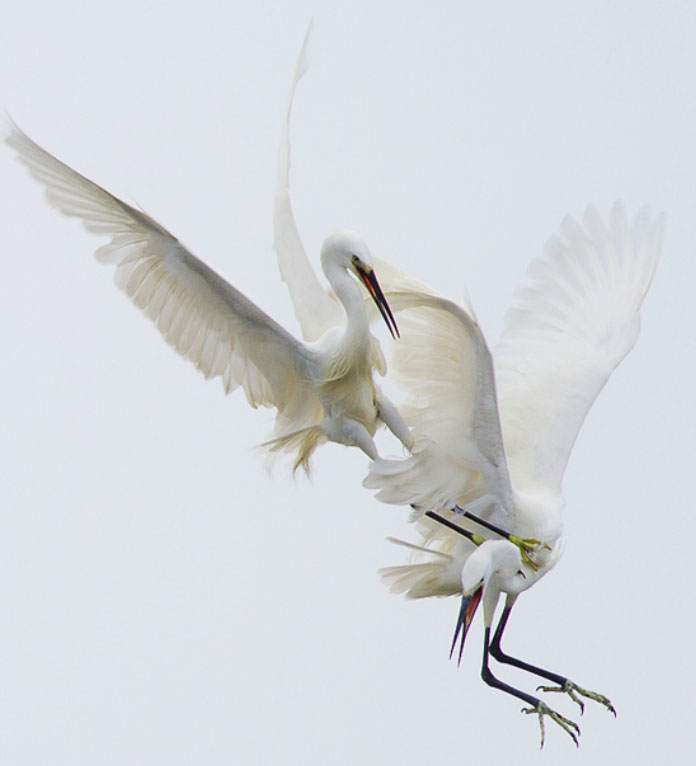 Howard-Egrets.jpg