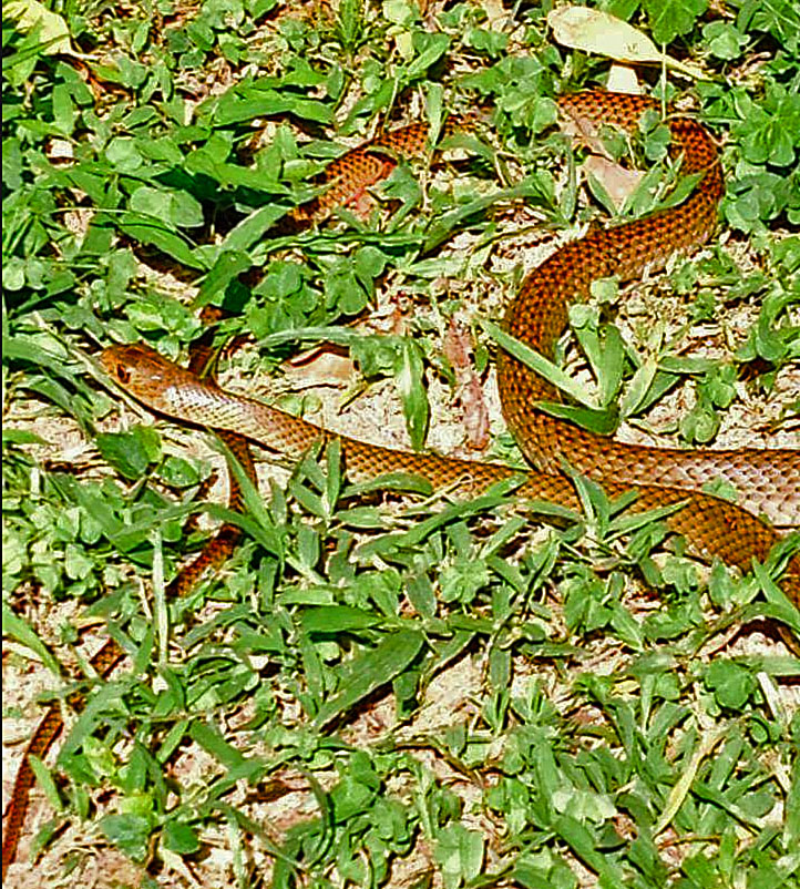 Sally-Andersen-Indo-Chinese-Rat-Snake.jpg