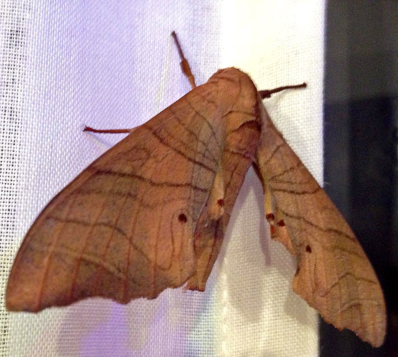 Megaen-Kelly-moth-wp.jpg