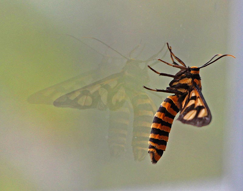 Ewa-Wilkinson-Wasp-Moth-wp.jpg