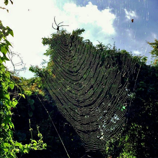 Gisela-Cheung-Spider-Web.jpg