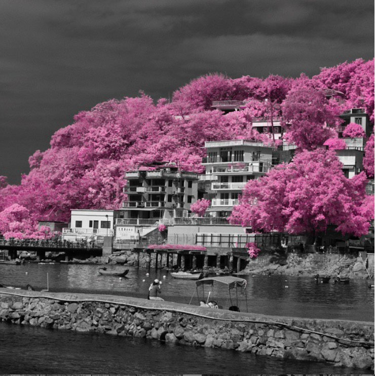 41hjf-The-Pink-Trees-of-Lamma.jpg