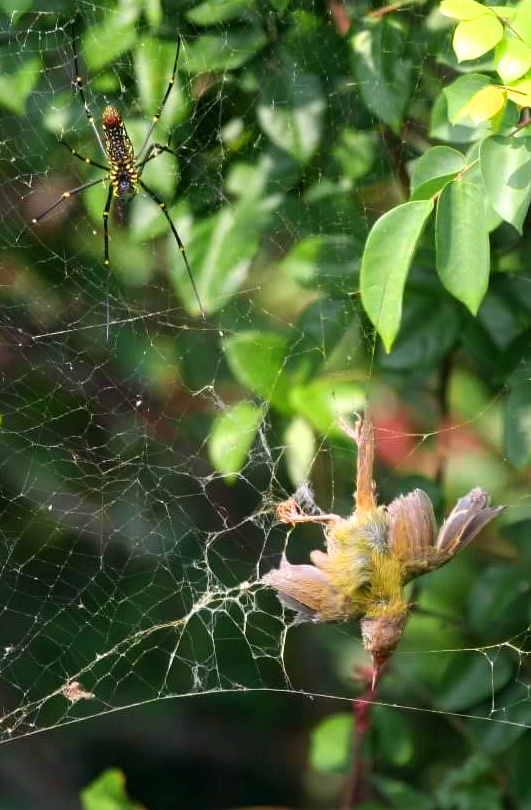 Zep-Fortunate-Orb-Weaver.jpg