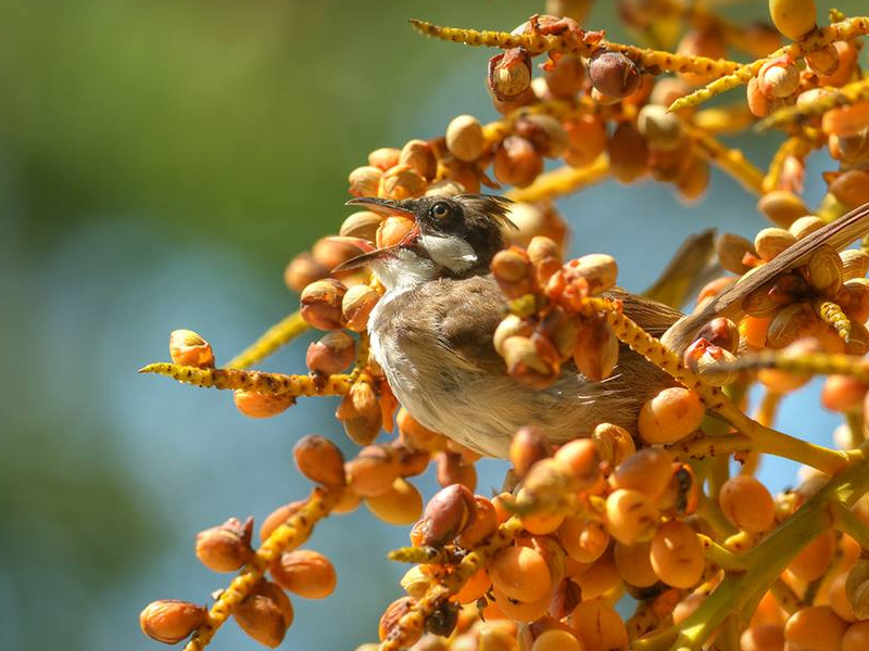 Guy-Bulbul-berry-wp.jpg