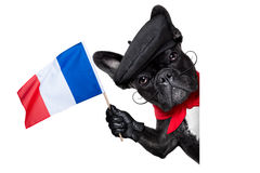 french-dog-bulldog-behind-white-blank-banner-waving-flag-france-40592914.jpg
