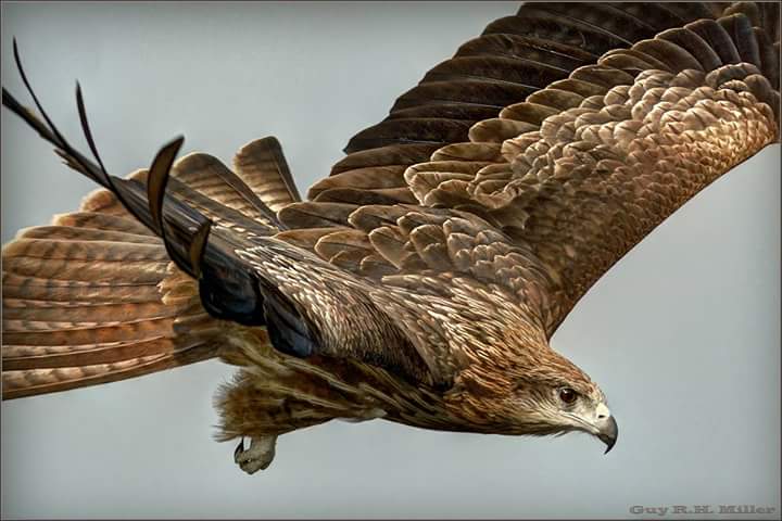 Guy-Black-Eared-Kite-closeup.jpg