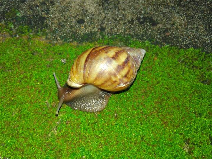 David-K.-Clarke-Snail.jpg