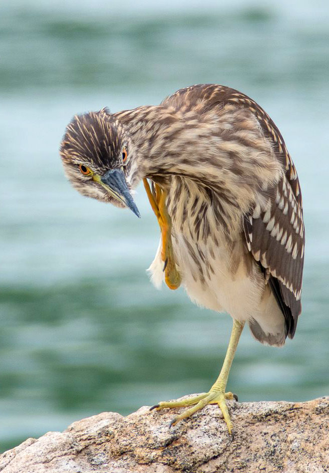 Howard-Egret-1-legged-crop.jpg