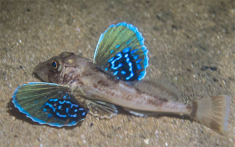 Krzysztof-Kazala-Diving-PS-Beach-wp.jpg