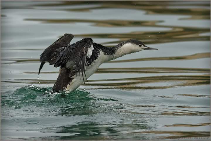 Guy-Red-Throated-Diver.jpg