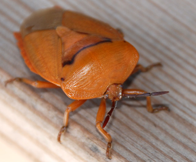 Stink-Bug-7442.jpg