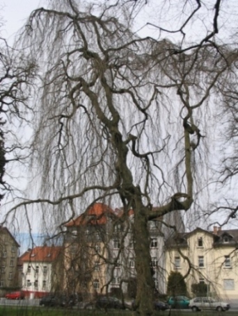 Weeping beech.jpg