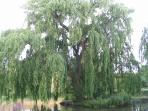 Weeping willow.jpg