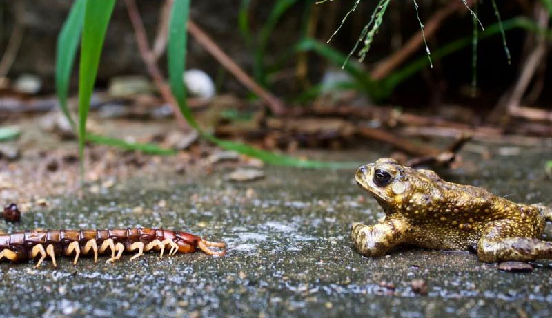Jorge-Carrete-Frog-vs-Caterpillar.jpg