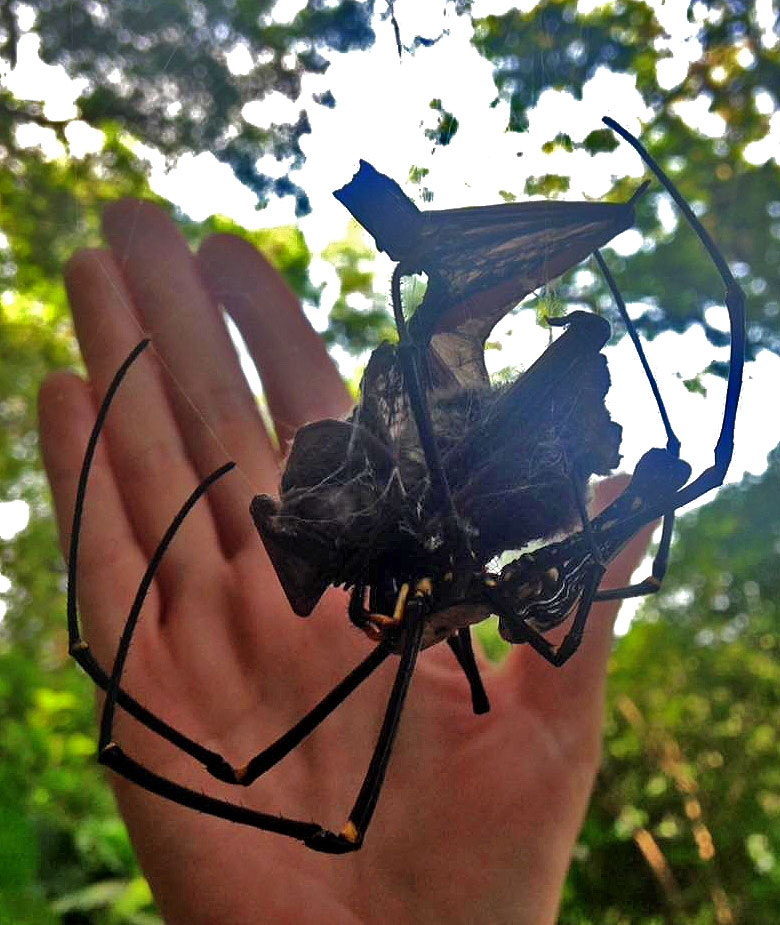 Nick-Shearman-Orb-Spider-vs-Bat.jpg