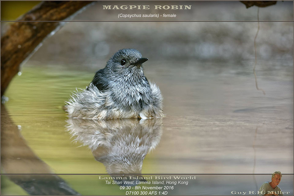 Guy-Magpie-Robin-Bathing.jpg