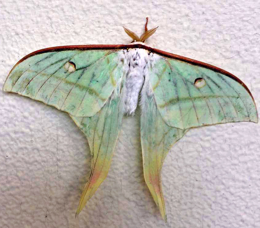 Lin-Zhang-Luna-Moth.jpg