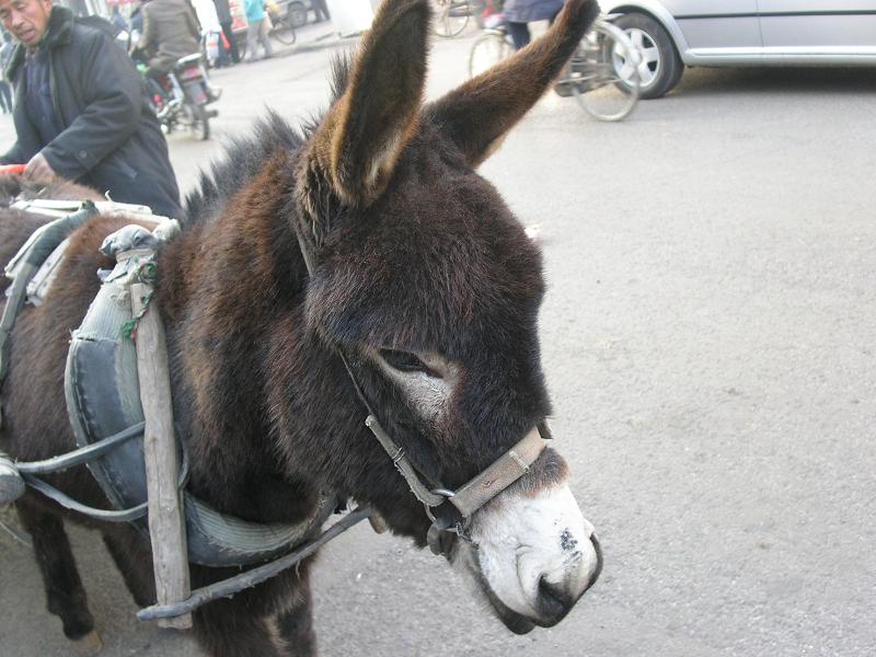 donkey.JPG
