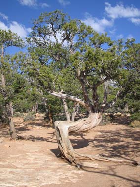 Tree at Grand Canyon2.jpg