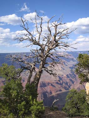 Tree at Grand Canyon1.jpg