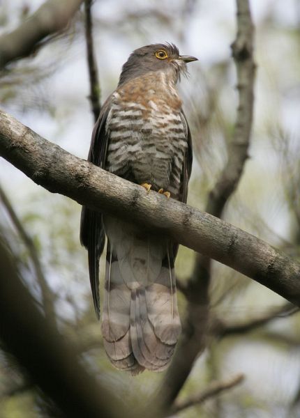 large_hawk_cuckoo_2_mh.jpg