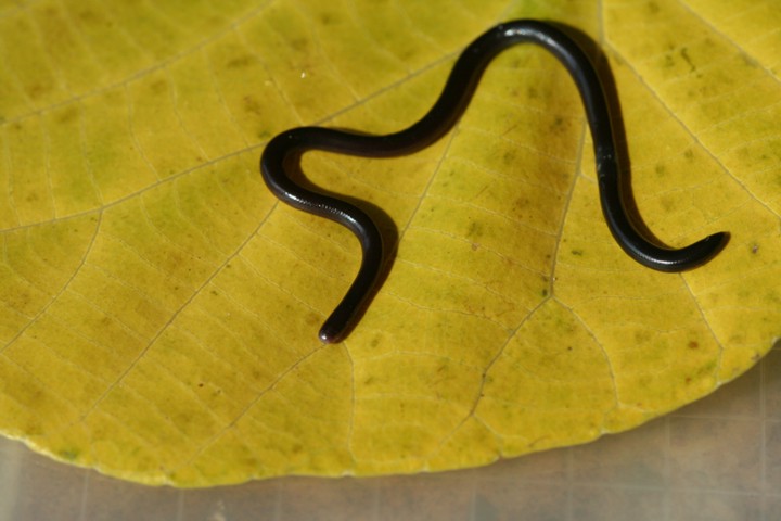 common blind snake_sm.jpg