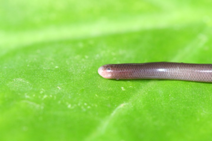 blind snake chin sm.jpg