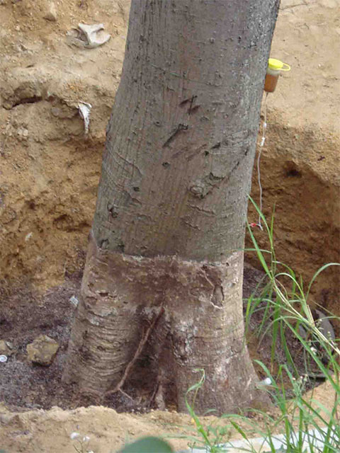 Poisoned-tree-trunk.jpg