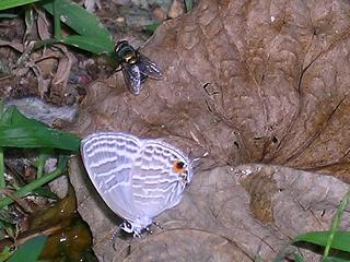 Grey Butterfly & Fly 320x240.JPG