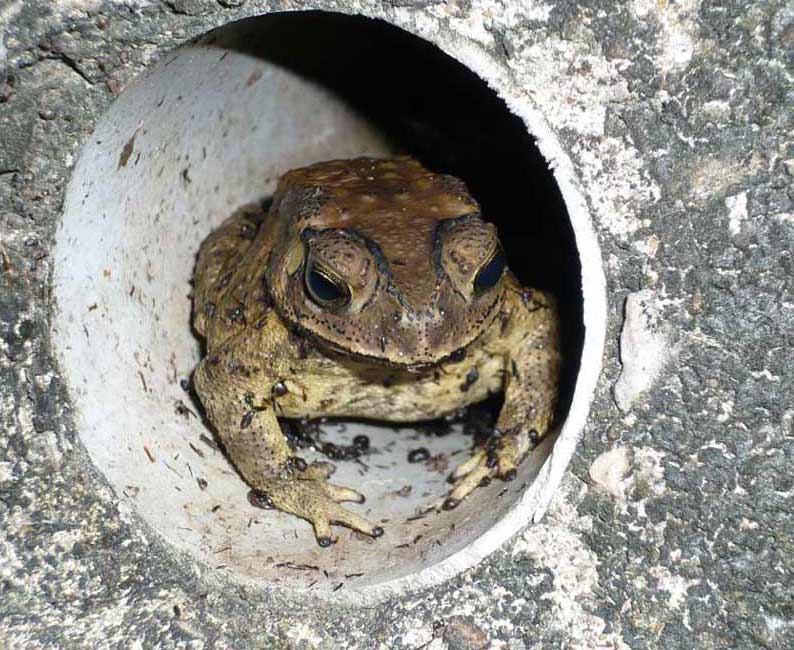 toad2.jpg