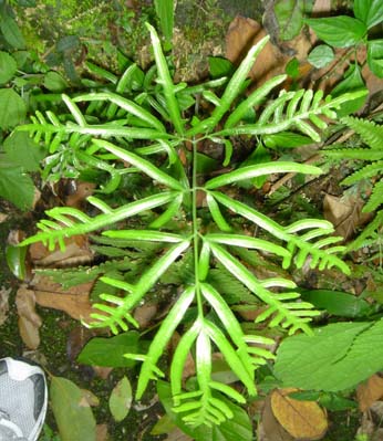 Pterisensiformis2.jpg