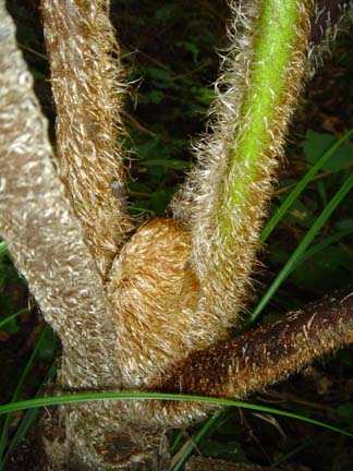 Cyathea9.jpg